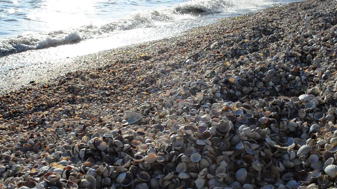 Costa marina. Conchiglie su una spiaggia.