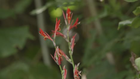 red exotic flower in the macrophotography