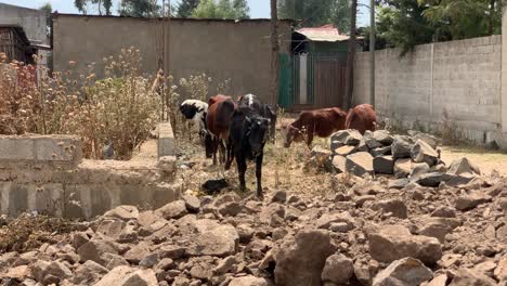 cows cattle are in dry area next to house wall