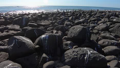 white bird guano decorates the black volcanic rock on the beach in rocky point, mexico