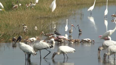 Egrets,-Ibis,-And-Other-Wading-Birds-Feed-On-Fish-In-The-Florida-Everglades