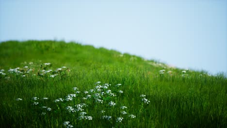 field of green fresh grass under blue sky