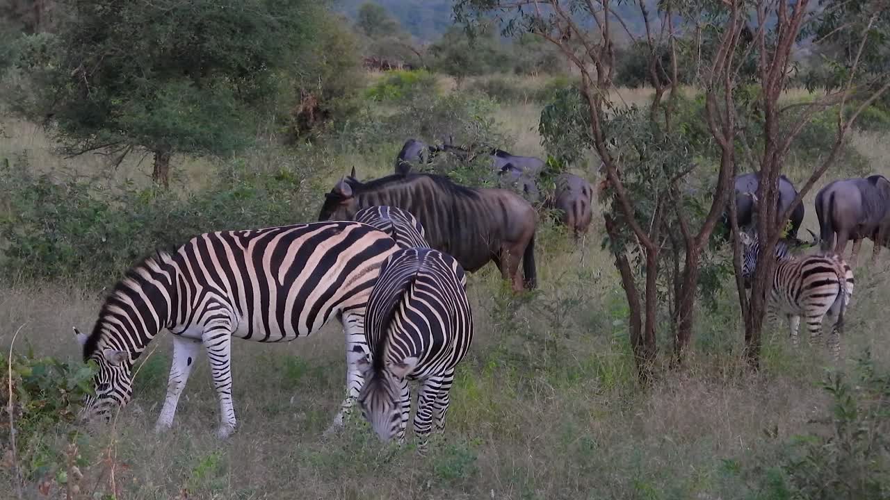 Gruppo di zebre di Burchell e bufali africani che pascolano insieme tra alberi e erba alta nel Parco Nazionale Kruger, situato in Sudafrica.
