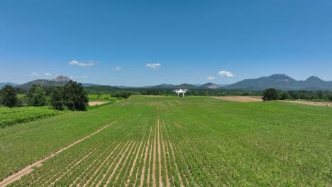 Agricultural drone performing mapping and monitoring with multispectral sensors in a survey of an agricultural landscape.