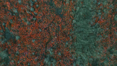 aerial view of a blossom field