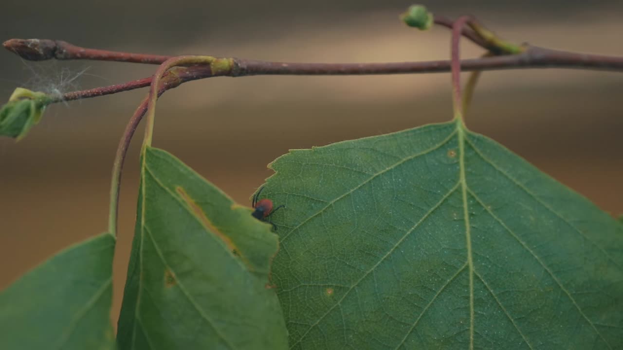 un primer plano detallado de una garrapata en una rama, mostrando su cuerpo marrón oscuro y marcas de color naranja rojizo