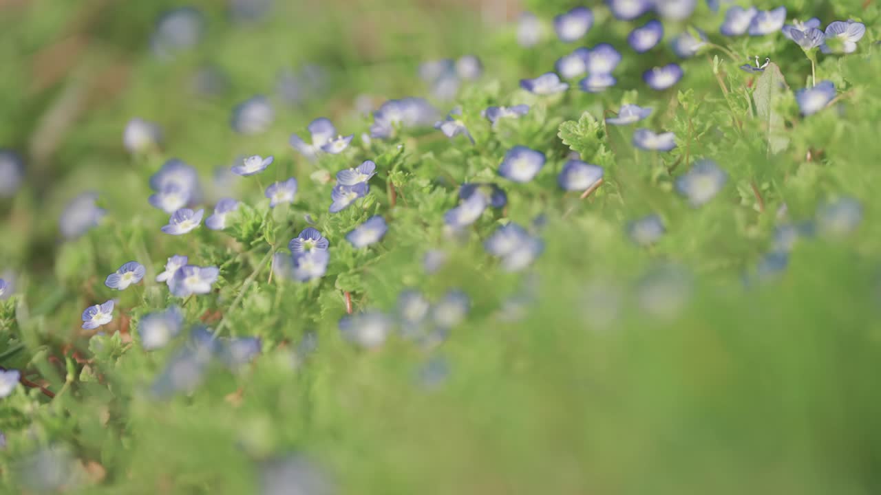 부드러운 파란색 잊지 마세요 꽃은 초록색 잎 사이에서 꽃을 피운다