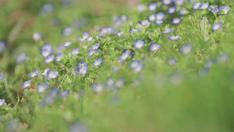 Zartblaue-Vergissmeinnicht-Blühen-Zwischen-Sattgrünen-Blättern