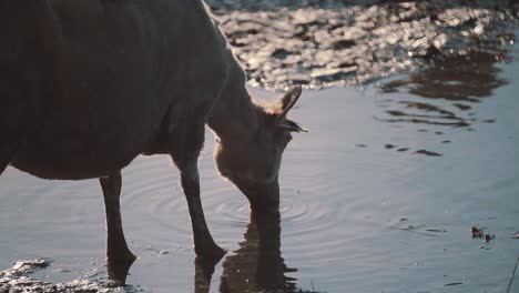 donkey, goat drinking water from waterhole. slow motion