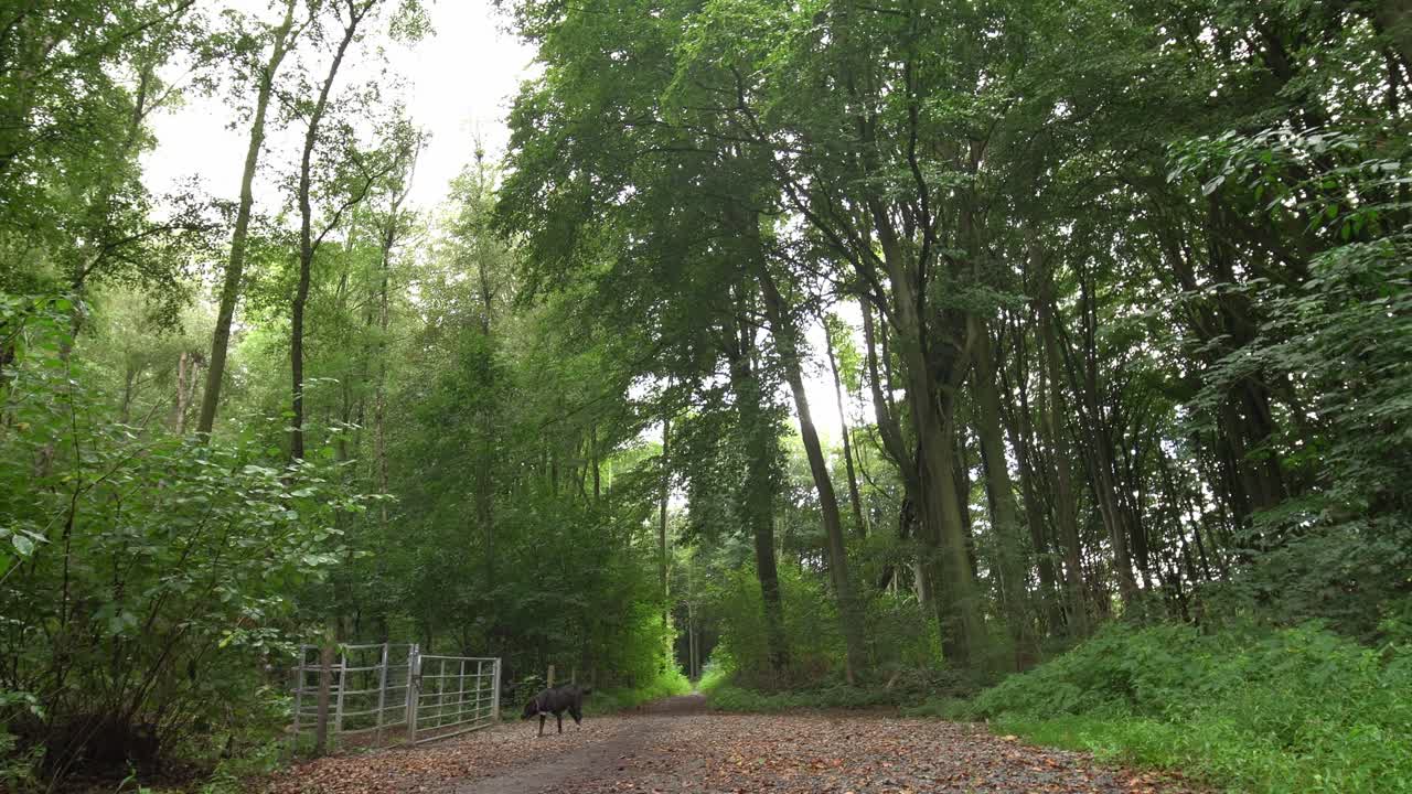 숲 속 의 개 가 금속 문 을 어보고 있다