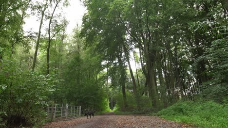 Dog-in-a-forest-sniffing-on-a-metal-gate