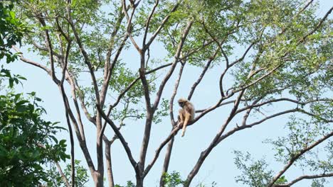 lar gibbon, hylobates lar, female