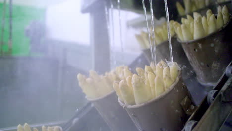 white asparagus being rinsed under a stream of water in an industrial facility, emphasizing the final rinse stage in food processing