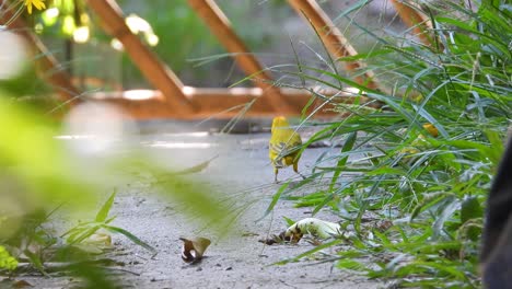 a saffron finch perches amidst lush greenery, bathed in sunlight