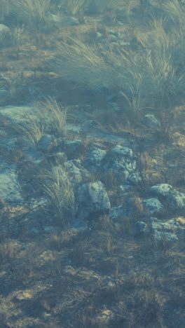 a close up of dry grass and rocks in a field