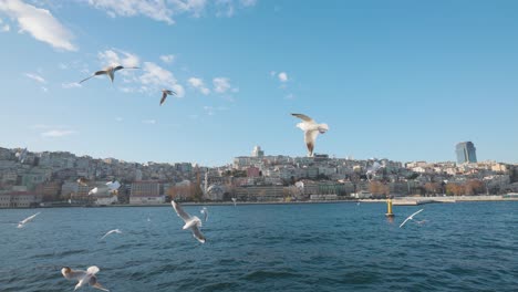 istanbul bosphorus with gulls