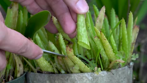 las manos usan un cuchillo para cosechar hojas de aloe vera para gel, un primer plano extremo