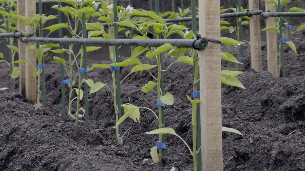 pequeña plantación de pimienta cerca de un sistema de enrejado en un patio de cultivo en casa