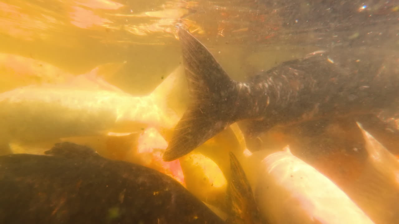 Multiple goldfish swimming on the surface of the sea