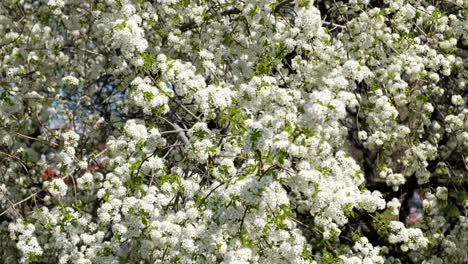 branch of blooming white flowers of cherry plum tree in early spring. selective focus. branches with white flowers sway in the wind.