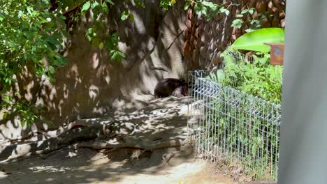 rabbit resting in a zoo enclosure