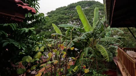 Banana tree in lush Ayutthaya garden setting