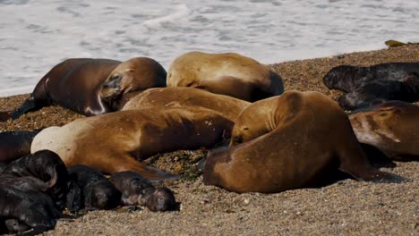 Primer-Plano-De-Hembras-De-Lobos-Marinos-Con-Sus-Crías-En-La-Península-De-Valdés,-Argentina.