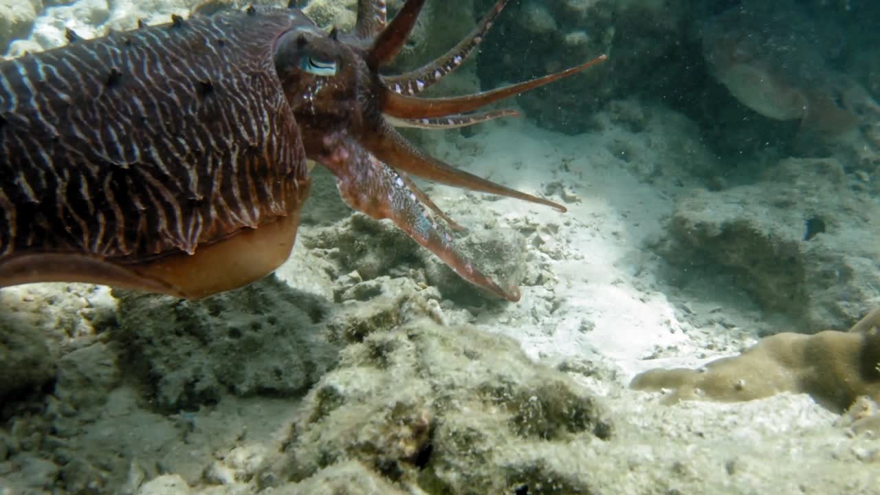 다이버가 두 마리의 큰 오징어를 매우 바짝 따라갑니다.