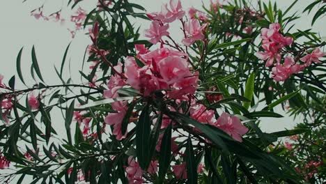 oleander flowers are beautiful but are poison