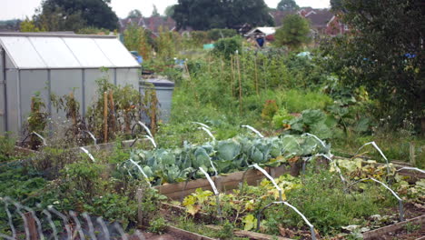 vegetable garden allotments growing vegetables like cabbages ad carrots in england