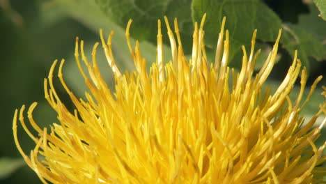 macro close up shot of a bumble bee landing on a yellow dandelion flower and flying away