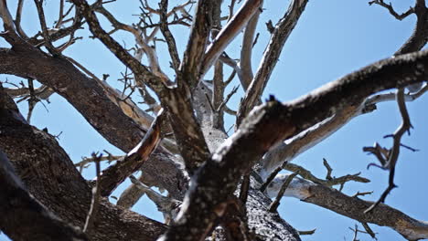 Leafless-branches-of-a-tree-against-a-clear-blue-sky,-viewed-from-below