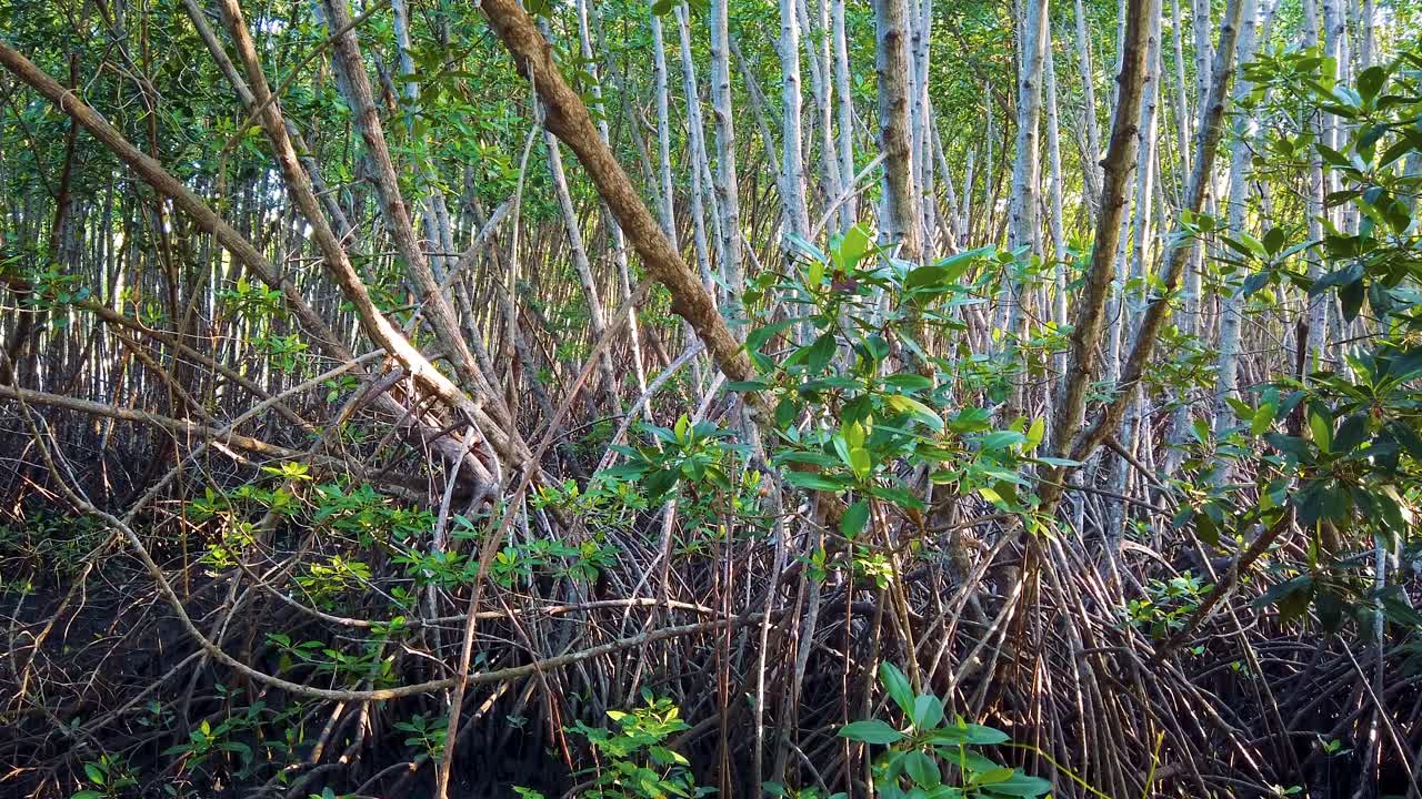 열대 맹그로브 숲의 나무 가지 풍경, 자연 지속 가능한 보호구역 위에 빛나는 태양