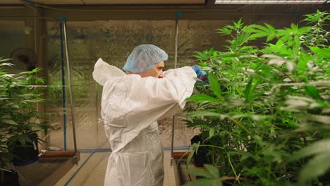 Marijuana Cultivator Inspecting Plants in Indoor Greenhouse