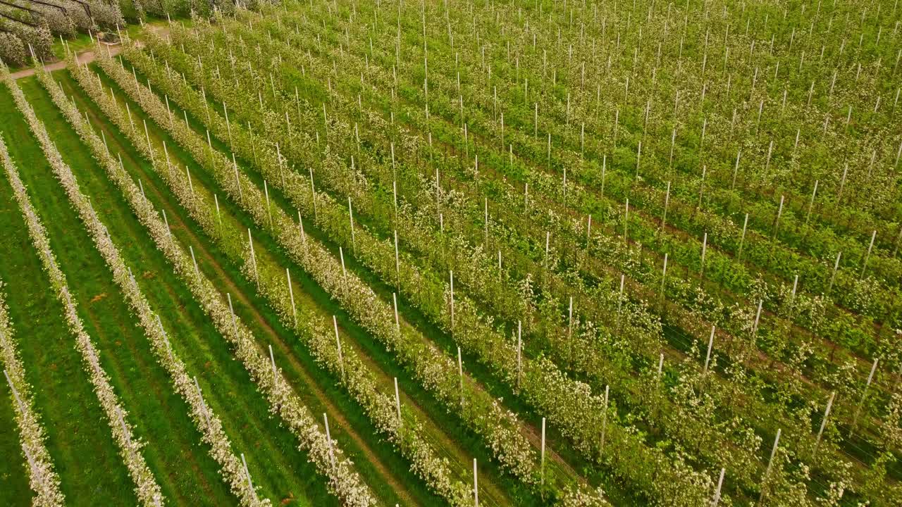 Neat organic apple trees blooming in perfect rows near Burgstall, with vibrant green grass covering the fertile fields of Alto Adige, forming a geometric landscape of cultivation, drone shot