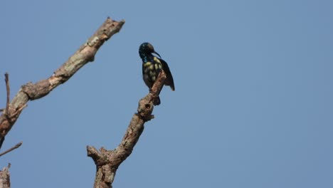 Kolibri-Im-Baum,-Der-Auf-Getränk-Wartet