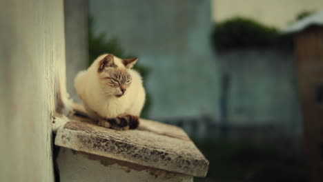 Gato-Tailandés-Descansando-En-Un-Refugio-De-Animales