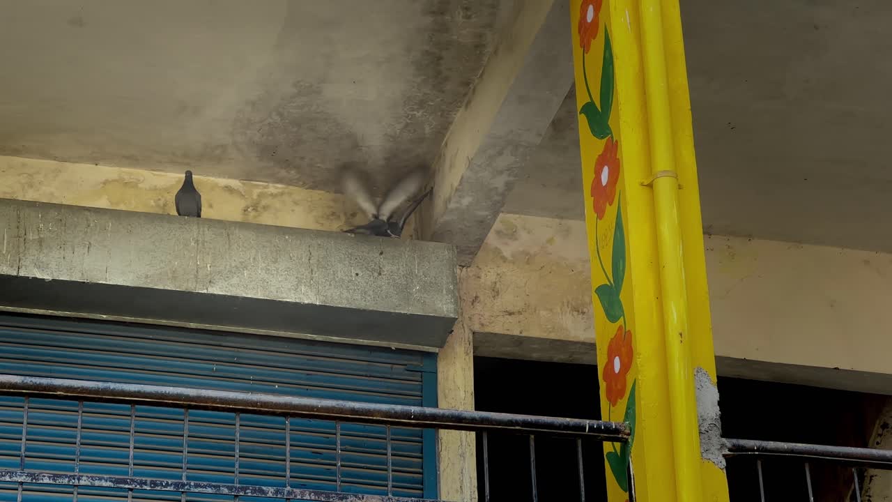 Two pigeons engage in a brief scuffle on a dusty building ledge beneath a concrete ceiling, while closed blue shutters and a painted yellow pillar frame the scene