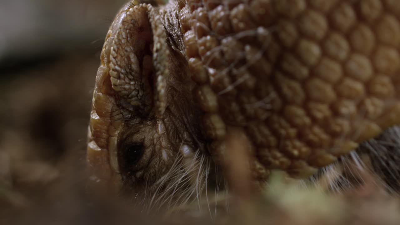 armadillo en el suelo del desierto - un primerísimo plano en el perfil lateral de la cara