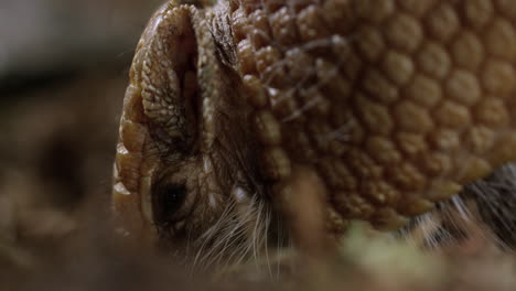 Armadillo-En-El-Suelo-Del-Desierto---Un-Primerísimo-Plano-En-El-Perfil-Lateral-De-La-Cara