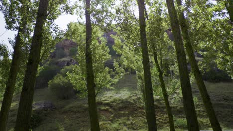 a la deriva a través de un misterioso y exuberante bosque antiguo verde