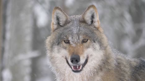 Gefrosteter-Schrulliger-Skandinavischer-Grauer-Wolf,-Der-Glücklich-Den-Schneefall-Genießt---Mittlere-Nahaufnahme-Des-Porträts