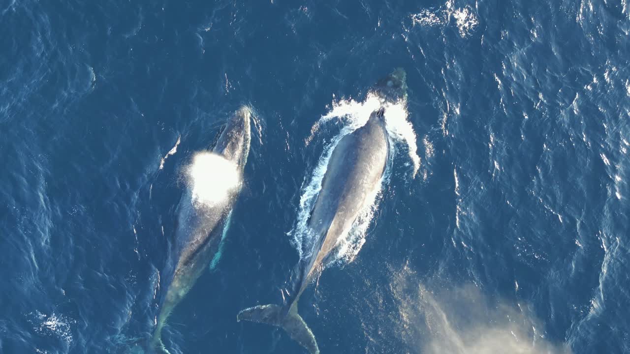 dos grandes ballenas soplando chorro de agua durante la migración en la costa del puerto de sydney