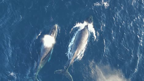 Zwei-Große-Wale-Blasen-Während-Der-Migration-An-Der-Küste-Des-Hafens-Von-Sydney-Wasserspeier