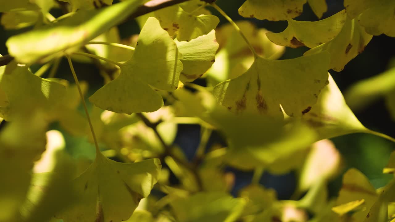 바람에 흔들리는 노란색 진코 나무의 천천히 움직이는 매크로 클로즈업