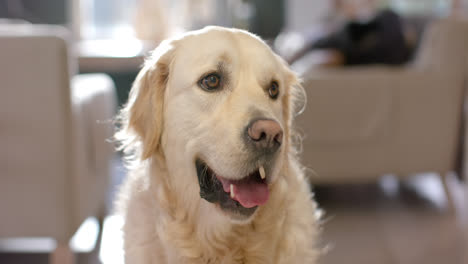 Retrato-De-Perro-Golden-Retriever-Sentado-En-El-Suelo-En-Casa,-Cámara-Lenta