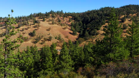 aerial fly over of towering evergreen trees on brown hillside