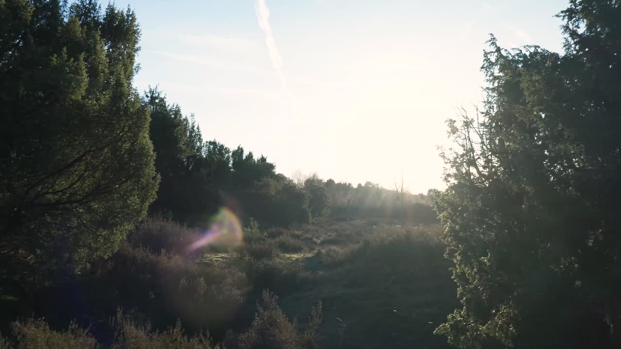 árboles de enebro densos a la luz del sol