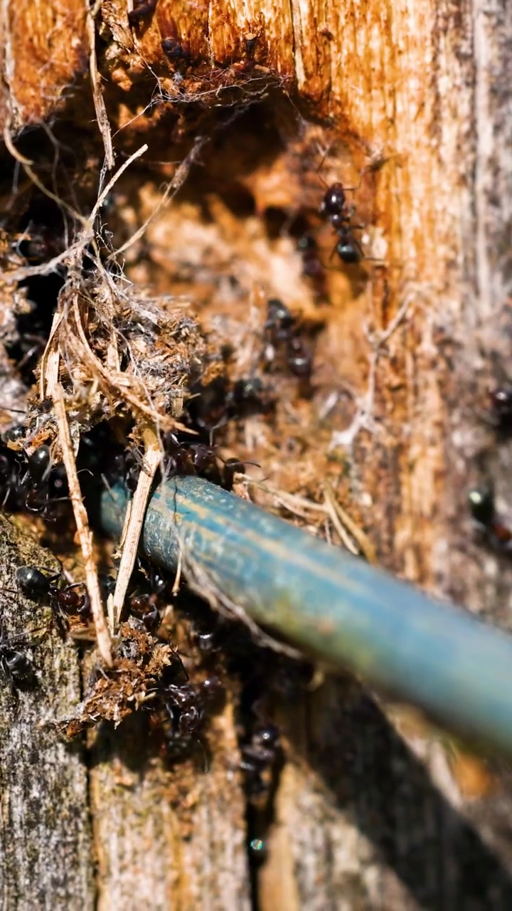Le formiche si muovono attraverso un tunnel di legno, con elementi naturali. Una vista ravvicinata evidenzia la loro attività e l'ambiente.