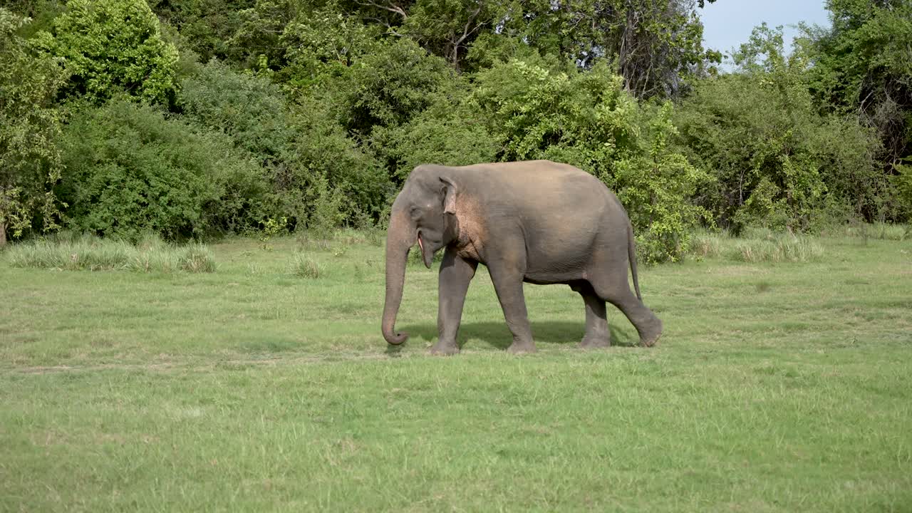 푸른 하늘 아래 국립 공원 의 울창 한 초원 에서 산책 하는 야생 코끼리